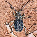 Phantasis carinata